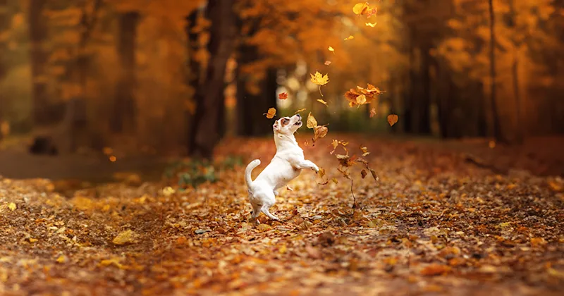 Unleashing Potential: How Wearable Tech is Revolutionizing Pet Care