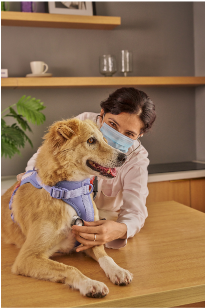 Respiratory Alert: What Jacksonville Dog Owners Should Know