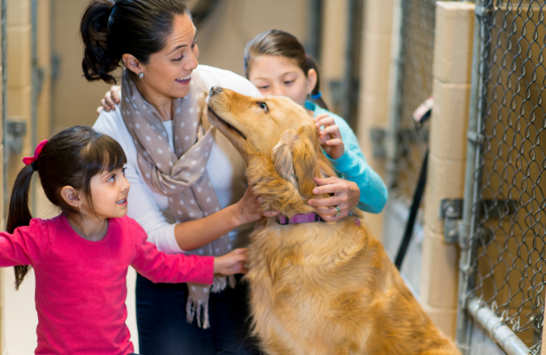 Ageless Bonds: A Veterinarian's Tale